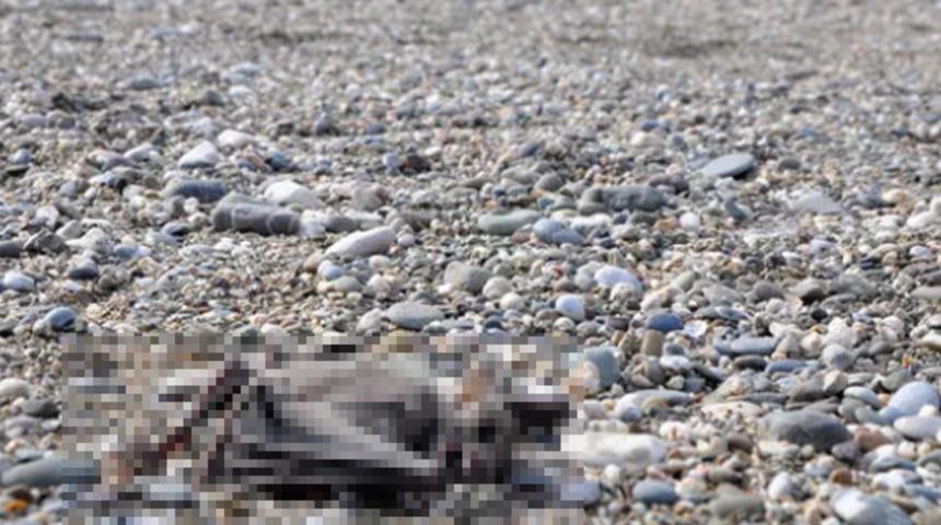 Antalya'da 'koronavir&uuml;s' paniği! Sahilde 2 yarasa &ouml;l&uuml; bulundu
