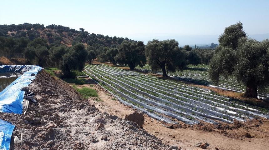 Aydınlı çiftçilere 791 bin TL’lik destek