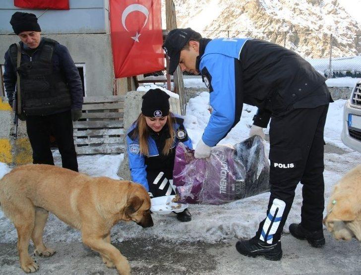 Hakkari polisinden sokak hayvanlarına mama desteği G2