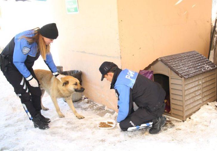 Hakkari polisinden sokak hayvanlarına mama desteği G3