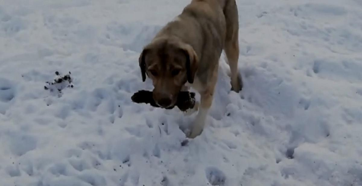 Anne k&ouml;pek &ouml;len yavrusunu kendi g&ouml;md&uuml;