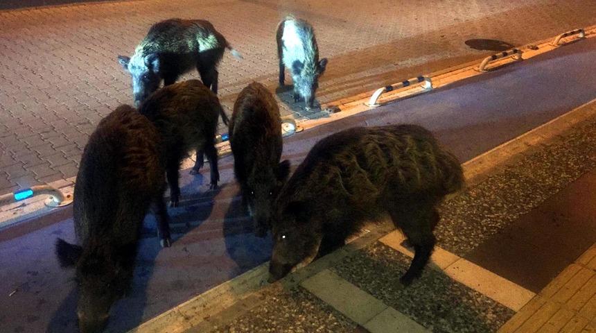 Marmaris merkezine inen yaban domuzlarını beslediler