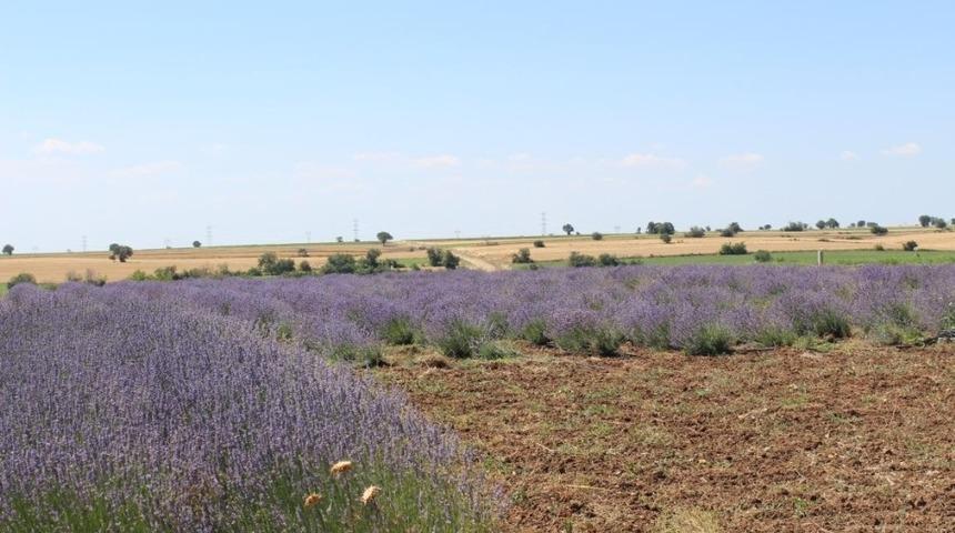 Kırklareli tarımına 7 milyonluk destek