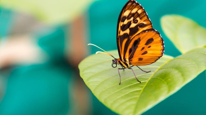 İkinci 'kelebek barınağı' cinayeti