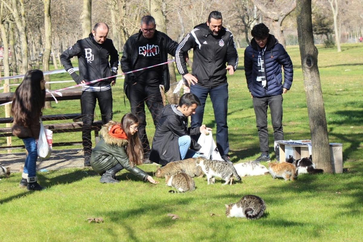 Manisa&rsquo;da Beşiktaşlı taraftalar kedileri &lsquo;Ev&rsquo;lendirdi