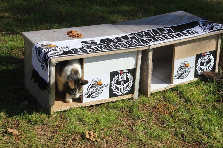 Manisa’da Beşiktaşlı taraftalar kedileri ‘Ev’lendirdi G2