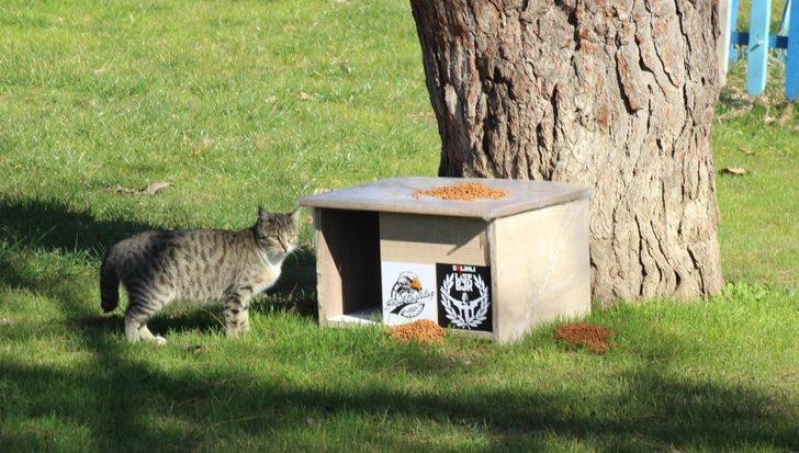 Manisa’da Beşiktaşlı taraftalar kedileri ‘Ev’lendirdi G5