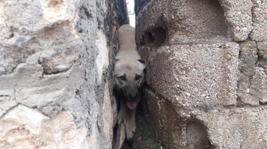 Adıyaman'da iki duvar arasına sıkışan k&ouml;peği, k&ouml;yl&uuml;ler kurtardı 
