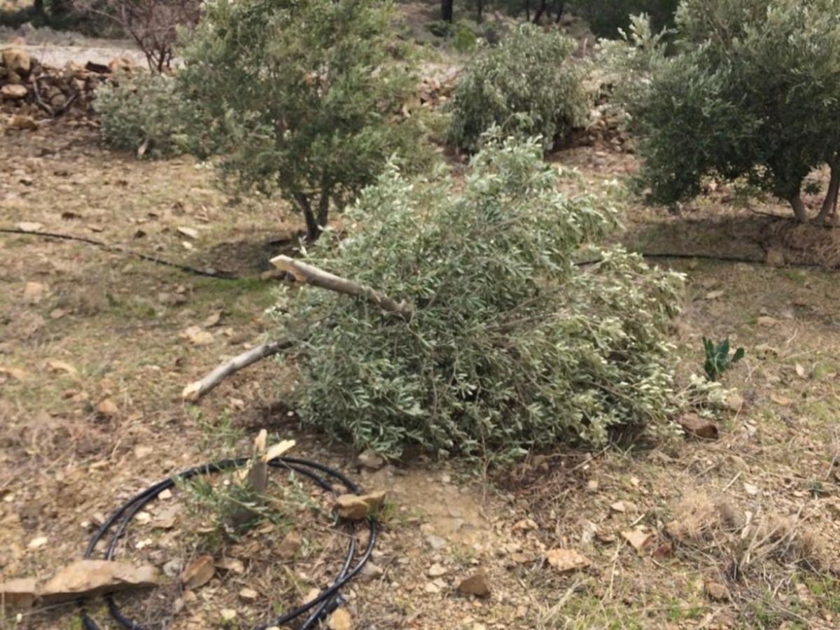 Silifke&rsquo;de 30 zeytin ağacı dibinden kesildi