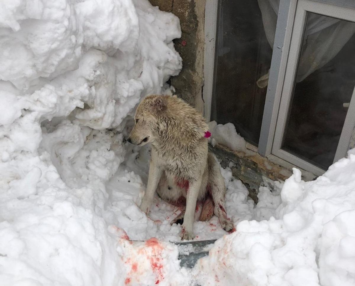 Hakkari&rsquo;de kurtlar bir k&ouml;peği ağır yaraladı