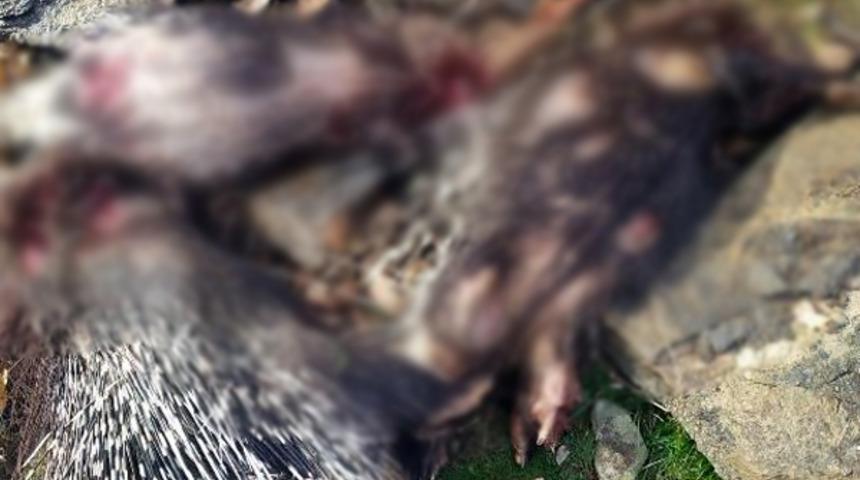 Manisa'da pitbull ile oklu kirpi avlayanlara g&ouml;zaltı! 