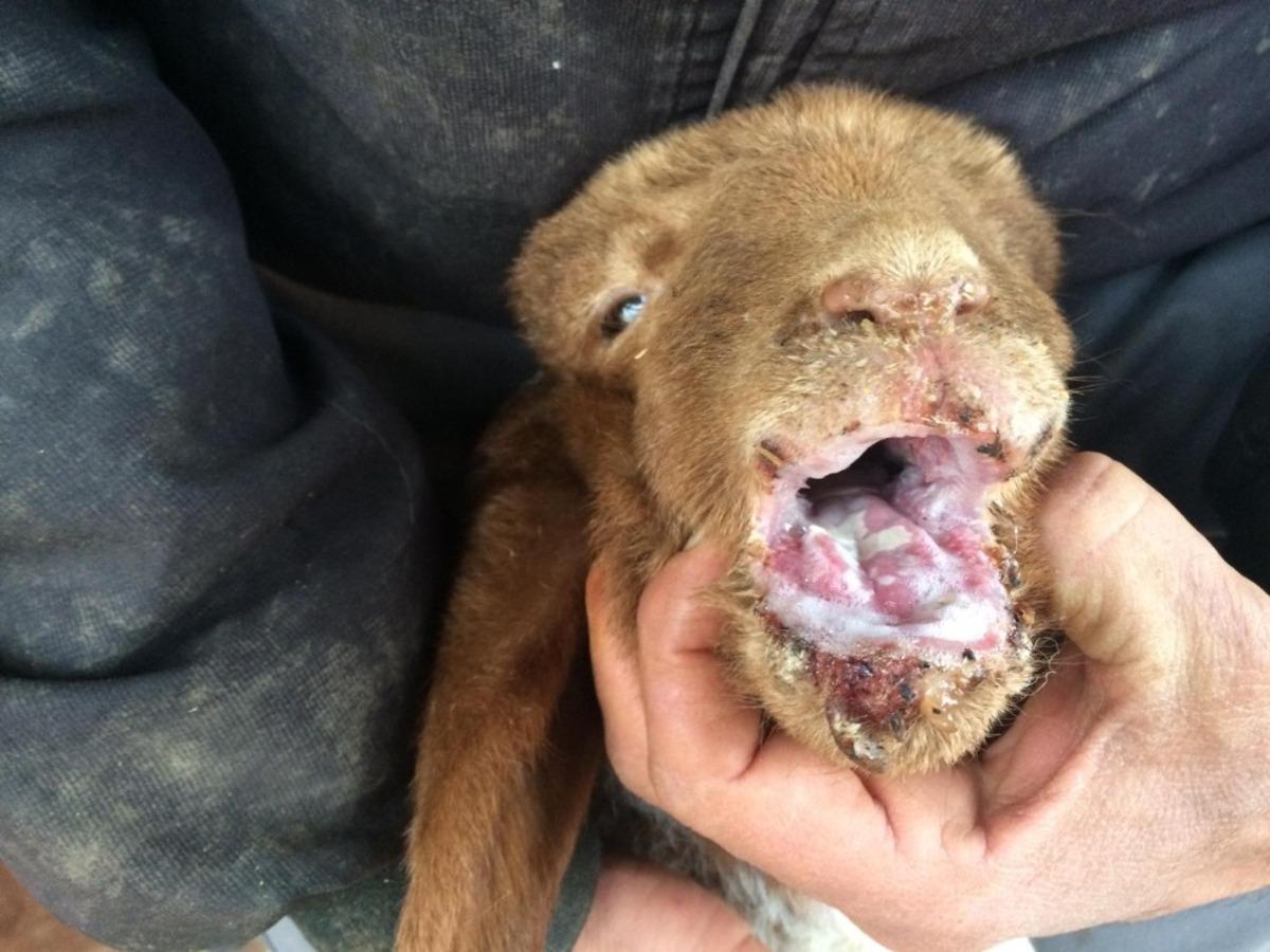 İslahiye&rsquo;de veba vakası