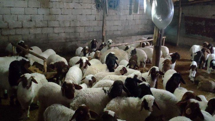 İslahiye’de veba vakası G3