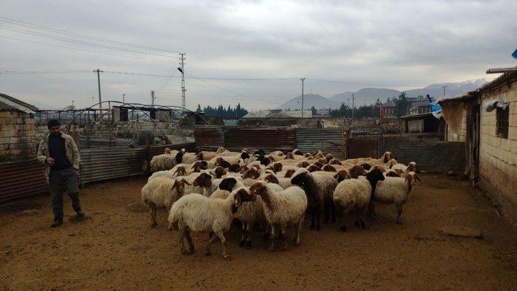 İslahiye’de veba vakası G5