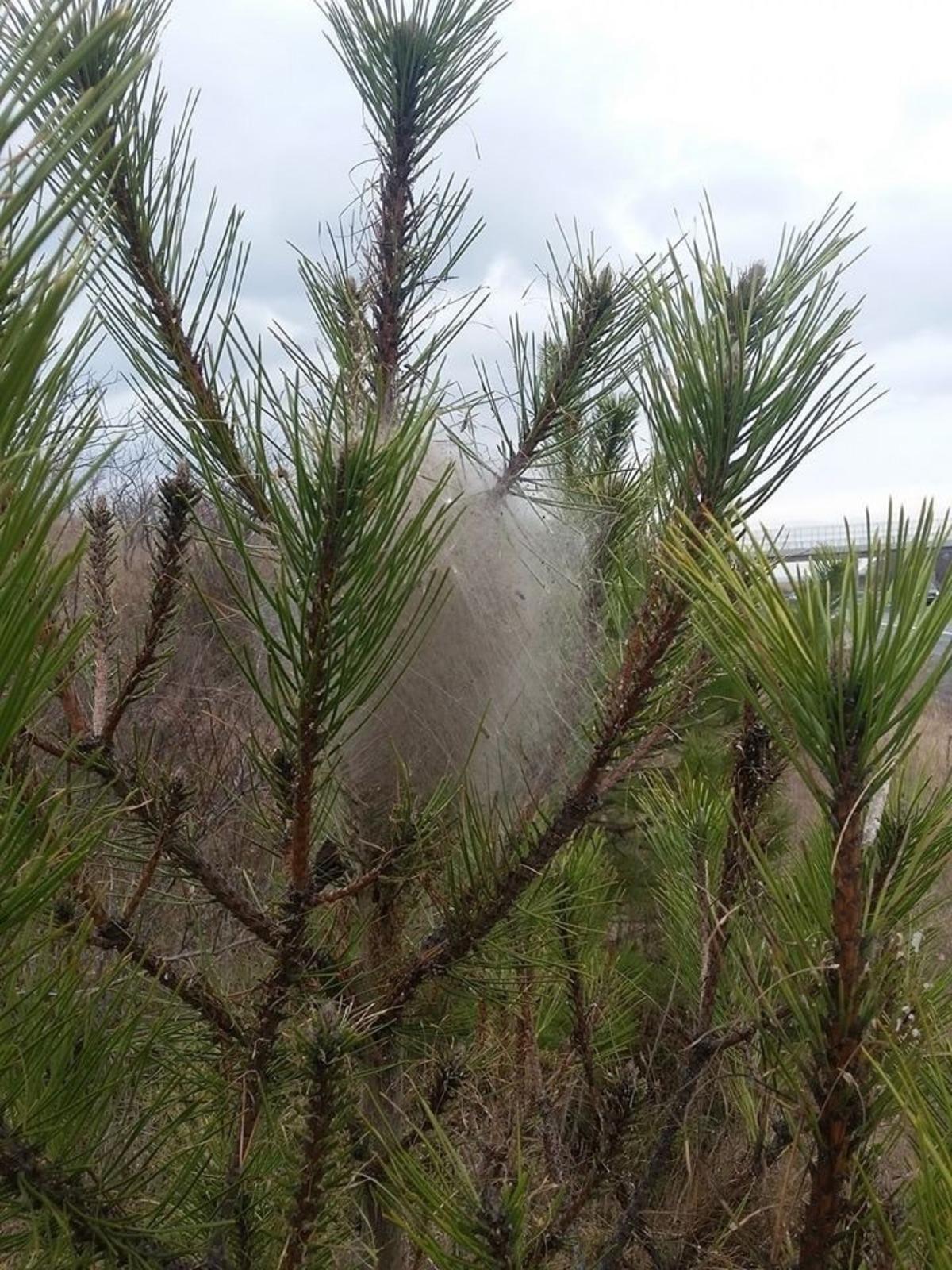 Ormanı kurutan b&ouml;ceklere terminat&ouml;r b&ouml;cekle &ouml;nlem alacaklar