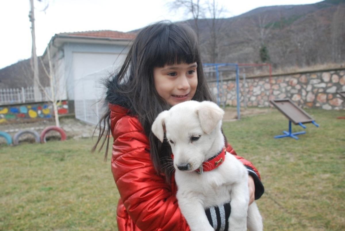 Okullar terkedilmiş k&ouml;peklerin yuvası oldu