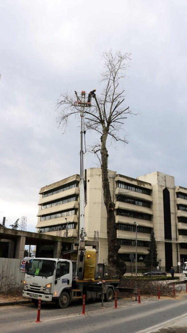 Tarihi çınarlar bakımdan geçiyor