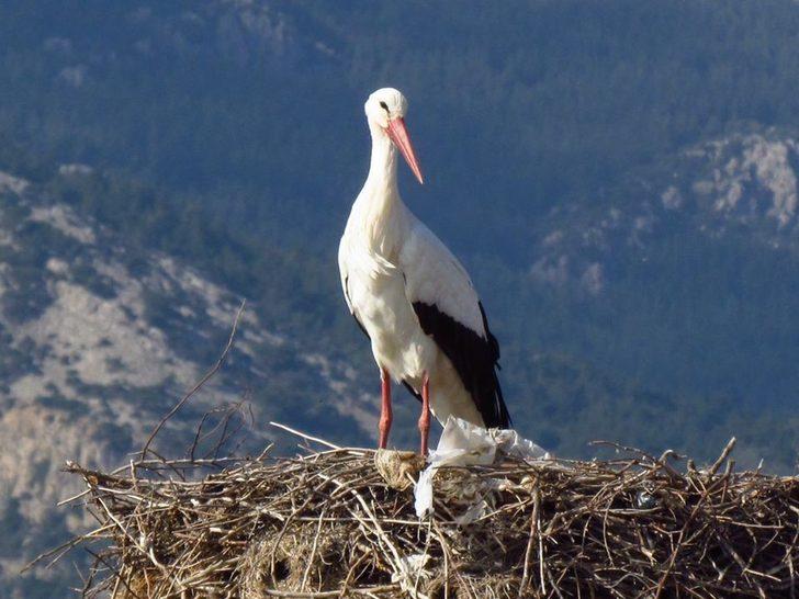 Leyleği ilk gören minik Enes, un çuvalını kaptı G3