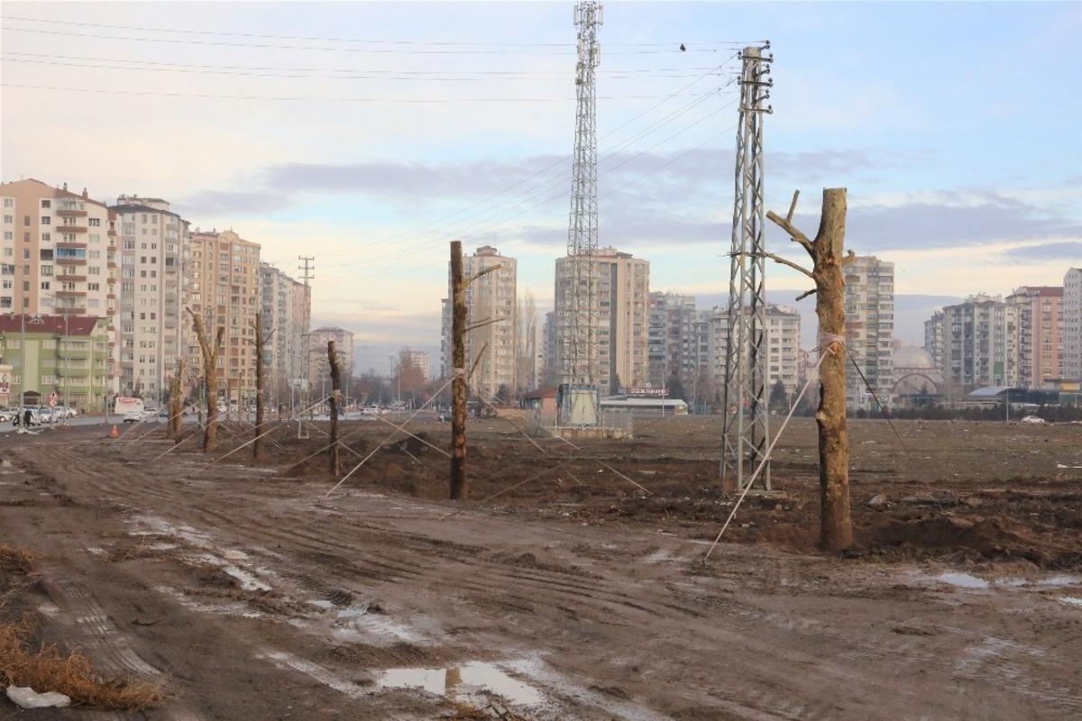 50 yaşındaki ağa&ccedil; yeniden toprakla buluştu