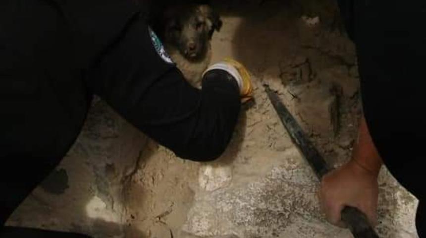 Evin dış duvarına sıkışan k&ouml;peği itfaiye ekipleri kurtardı