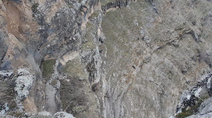 Kayalıklarda mahsur kalan keçileri AFAD ekipleri kurtardı G1