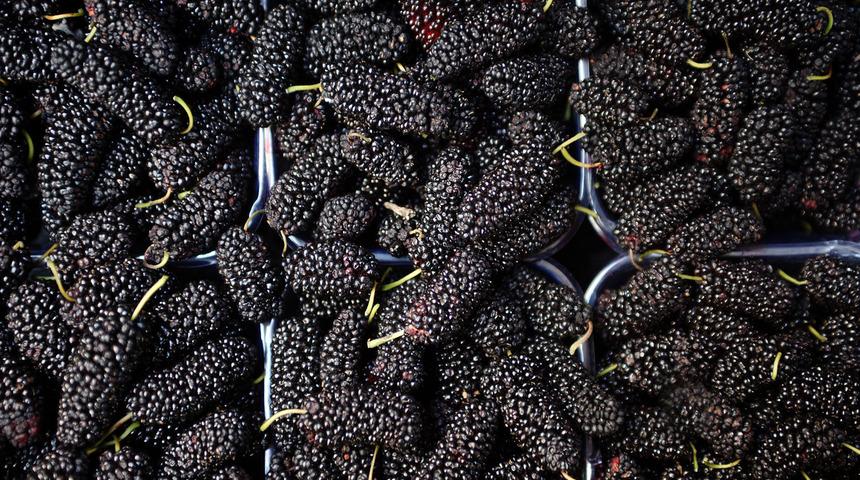 Karadut faydaları nelerdir?