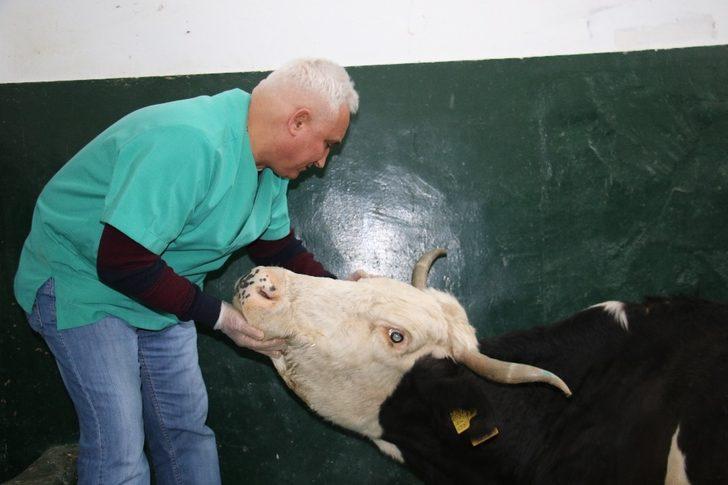 16 saat sonra enkazdan çıkarılan ineğin tedavisi sürüyor G1