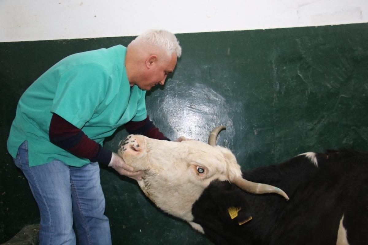 16 saat sonra enkazdan &ccedil;ıkarılan ineğin tedavisi s&uuml;r&uuml;yor