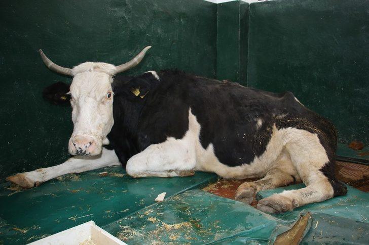 16 saat sonra enkazdan çıkarılan ineğin tedavisi sürüyor G2