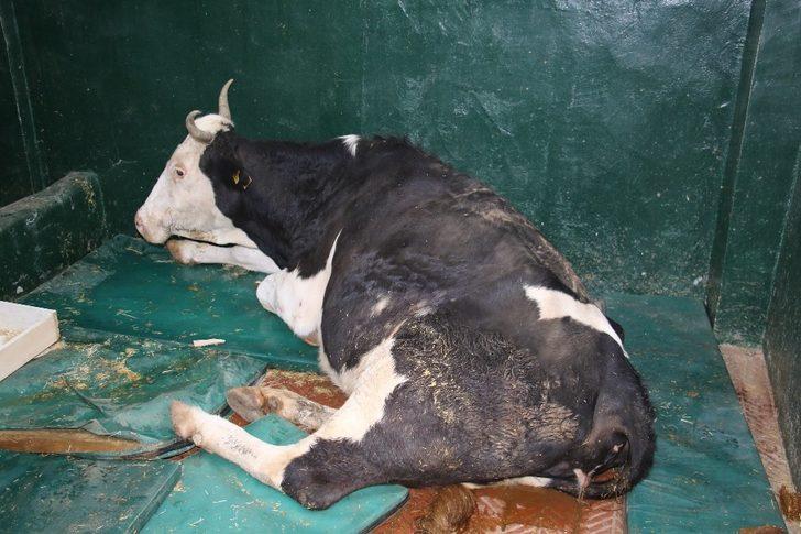 16 saat sonra enkazdan çıkarılan ineğin tedavisi sürüyor G3