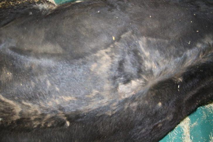 16 saat sonra enkazdan çıkarılan ineğin tedavisi sürüyor G4