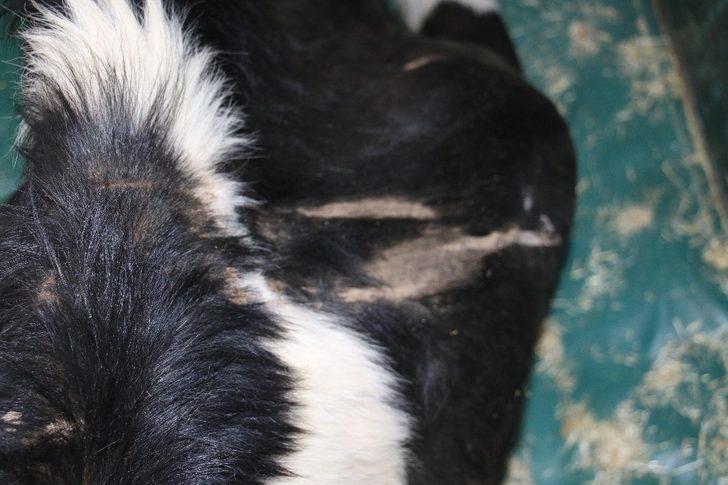 16 saat sonra enkazdan çıkarılan ineğin tedavisi sürüyor G5