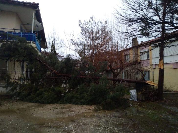 Selendi’de şiddetli rüzgar ağaçları devirdi G1