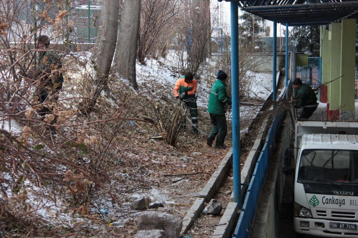 &Ccedil;ankaya&rsquo;da 4 bin 599 ağa&ccedil; budandı