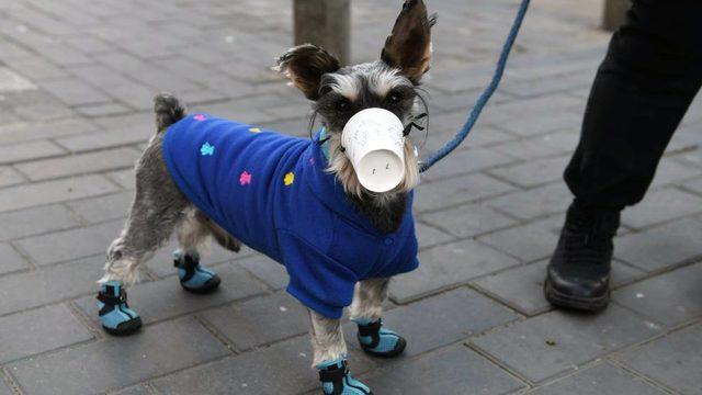 kağıt bardaktan yapılmış maske takan köpek.