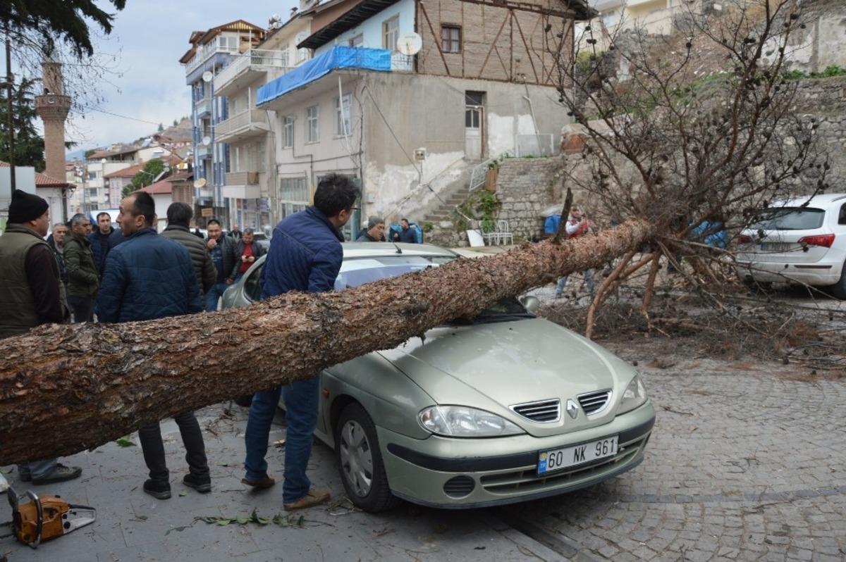 Şiddetli r&uuml;zgar ağacı k&ouml;k&uuml;nden s&ouml;kt&uuml; ara&ccedil;ların &uuml;st&uuml;ne devrildi