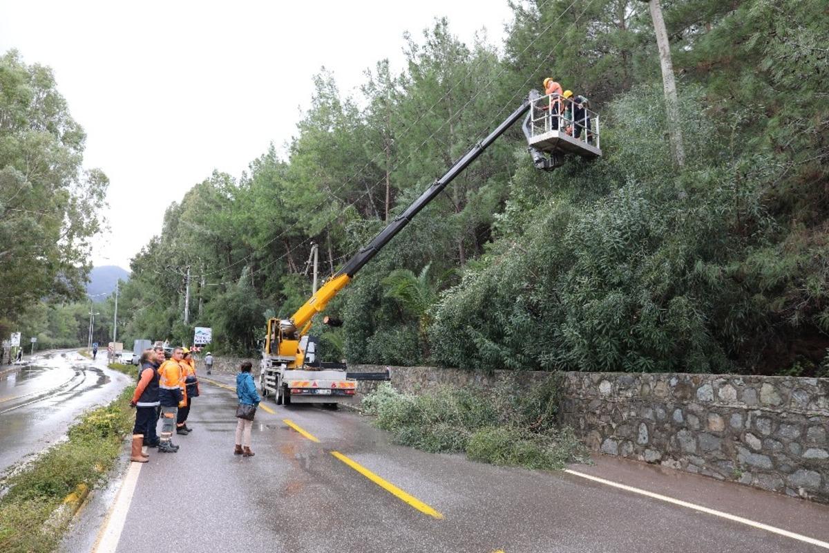 Ağa&ccedil;lara g&uuml;venlik budaması