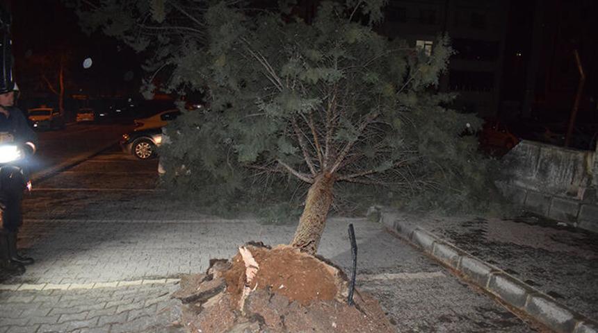 Malatya'da şiddetli fırtına ağacı kökünden söktü