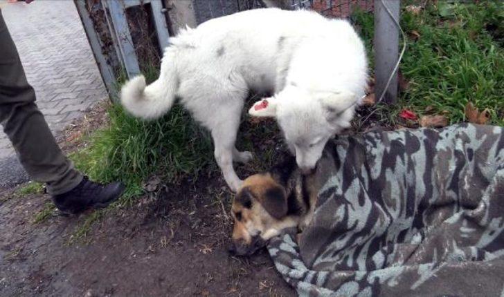 Yer: Avcılar! Uzun süre başından ayrılmadı G4