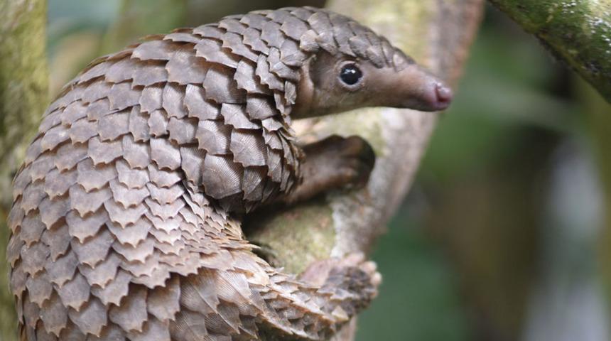 Koronavir&uuml;s hakkında yeni iddia: O hayvandan mı bulaştı?