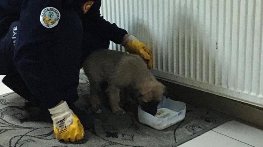 Yağmurda ıslanan k&ouml;peğe itfaiye ekipleri sahip &ccedil;ıktı