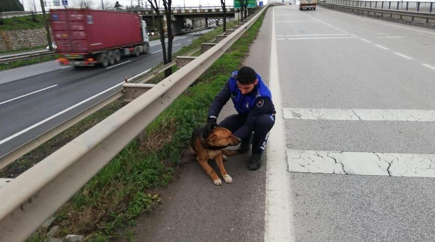 Yaralı k&ouml;pek tedavi altına alındı
