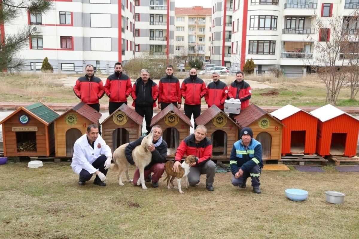 Sokak hayvanları i&ccedil;in &ouml;zel kul&uuml;beler