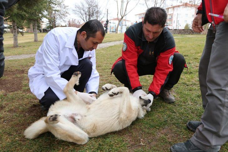 Sokak hayvanları için özel kulübeler G2