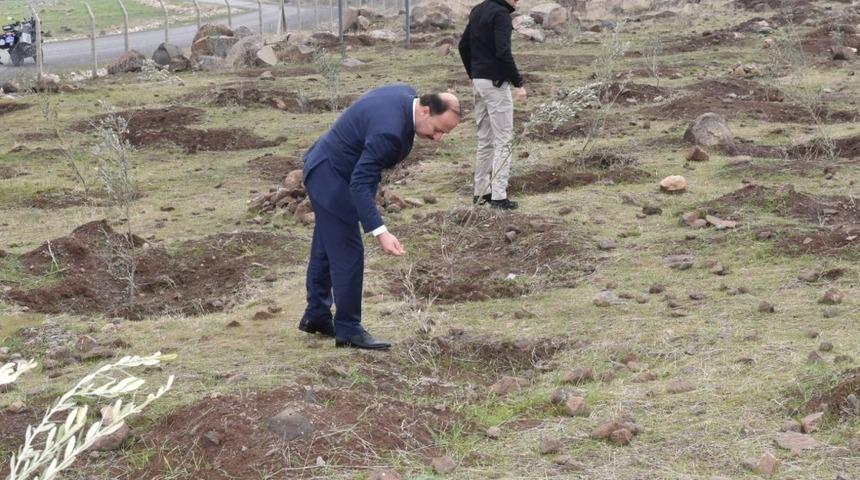 Vali fidan dikilen alanlarda inceleme yaptı