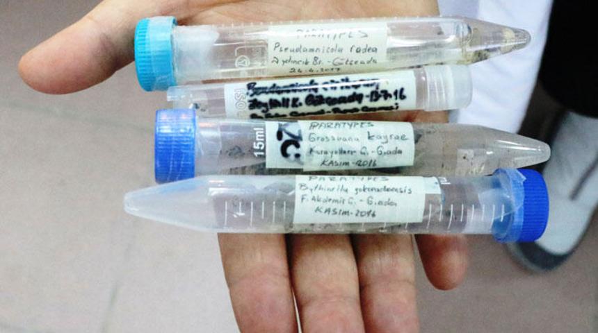 &Ccedil;anakkale'nin G&ouml;k&ccedil;eada il&ccedil;esinde 4 yeni salyangoz t&uuml;r&uuml; tespit edildi