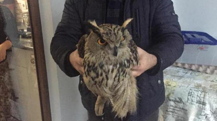 Diyarbakır'da k&ouml;yl&uuml;ler puhu kuşu buldu