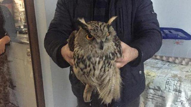 Diyarbakır'da köylüler puhu kuşu buldu