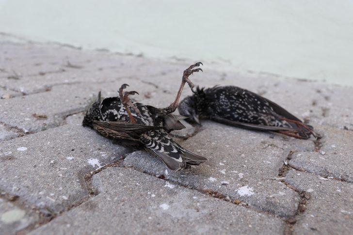 Edirne'de üzücü olay... Kuşlar donarak öldü G2