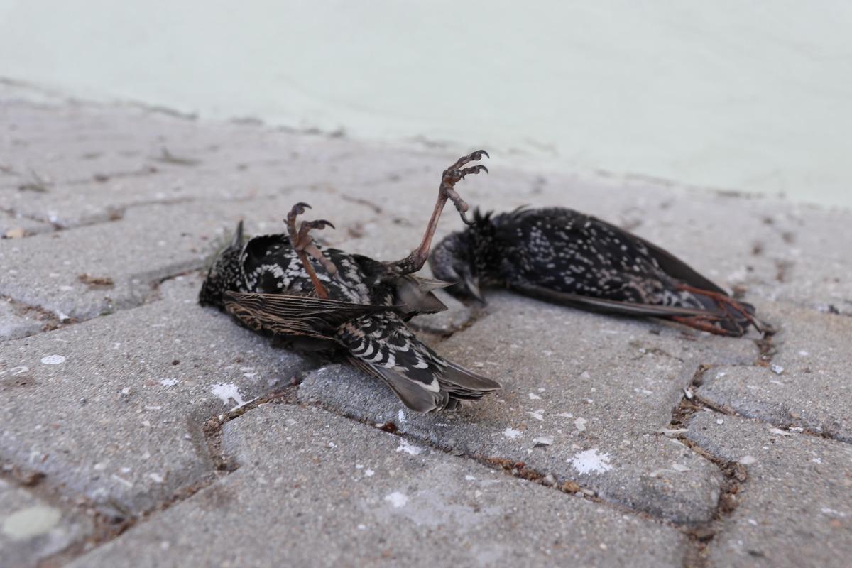 Edirne'de &uuml;z&uuml;c&uuml; olay... Kuşlar donarak &ouml;ld&uuml;